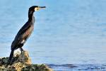 CORMORANO