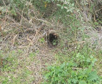 ACCESSO AL LAGO DI UNA NUTRIA